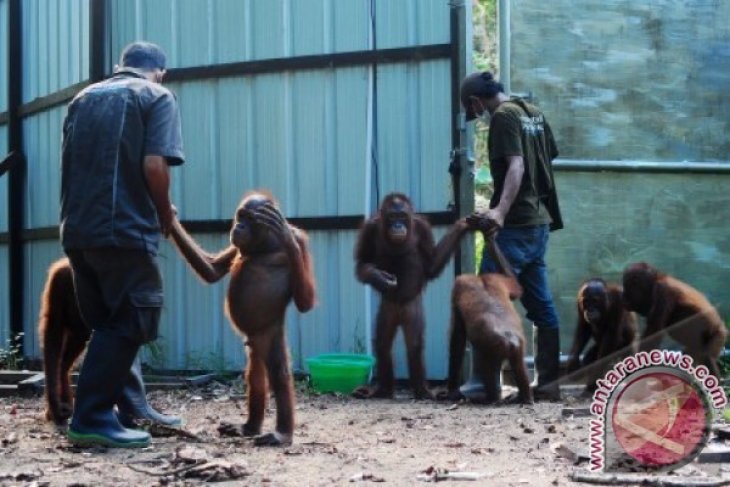Habitat Orangutan Terancam