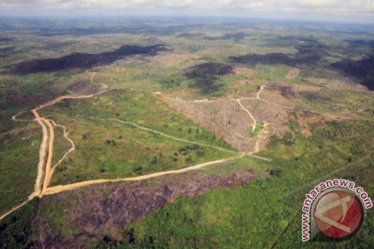 Kerusakan Hutan Tesso Nilo