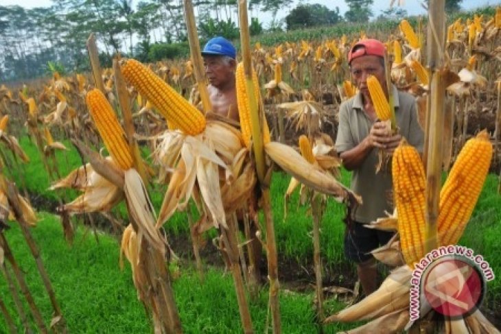 600 Hektare Tanaman Jagung Terserang Busuk Batang Antara News