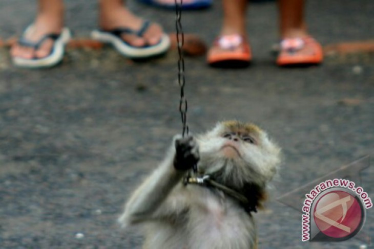 Penyiksaan Monyet