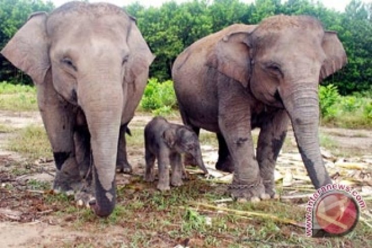 Habitat gajah sumatera di Jambi menyusut drastis