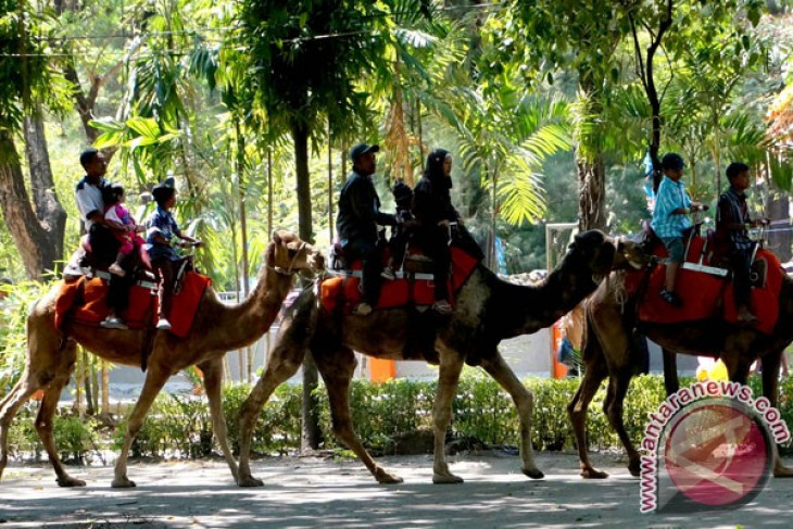 Surabaya Zoo improving: Mayor