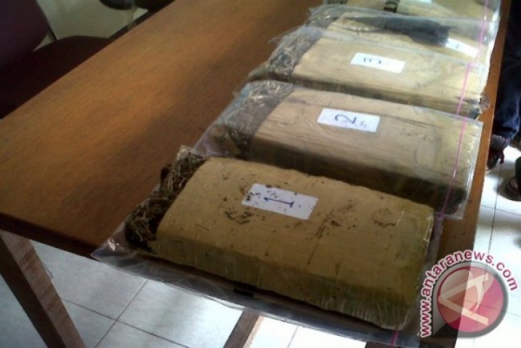 Polda Kalbar Tangkap 6,12 Kg Ganja