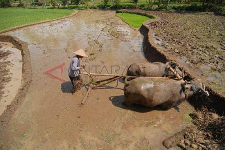 Bajak Sawah