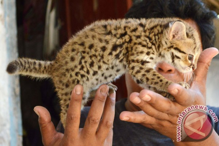 Macan Rembah - ANTARA News