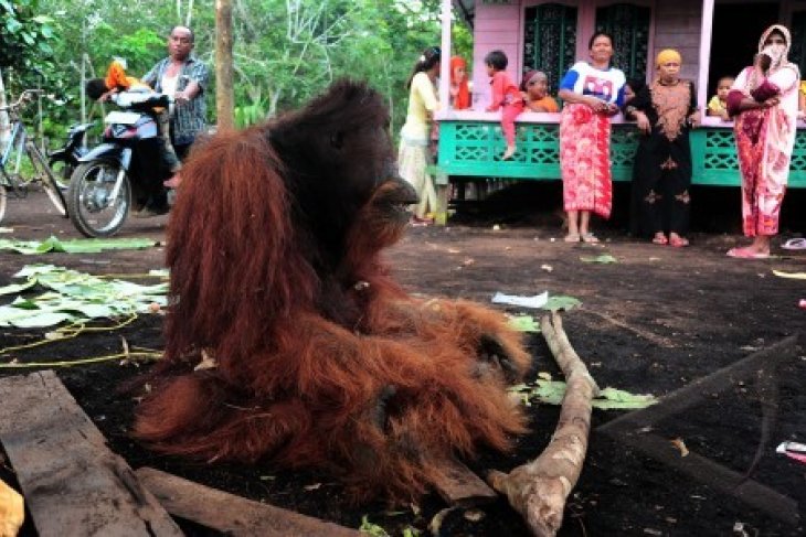 Orangutan Tewas