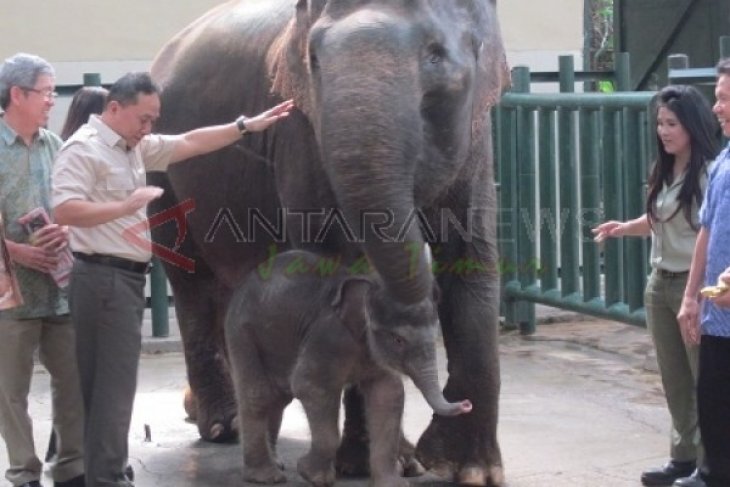 Menhut dengan Bayi Gajah 