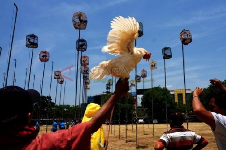 Kontes Seni Suara Alam Ayam Bekisar