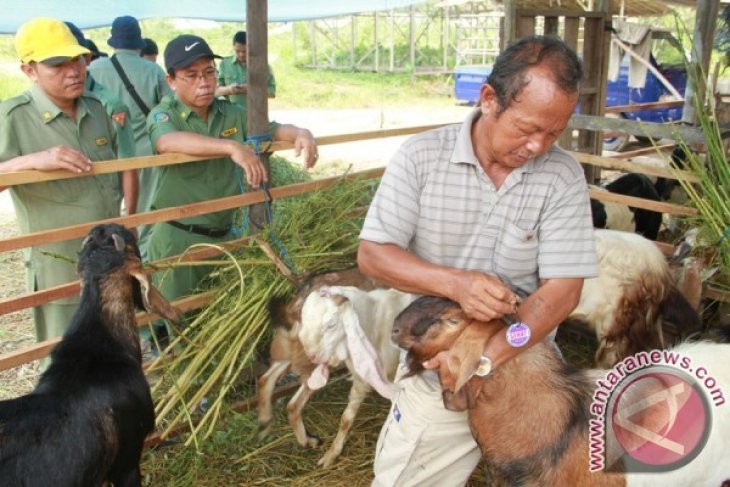 Periksa Hewan Kurban