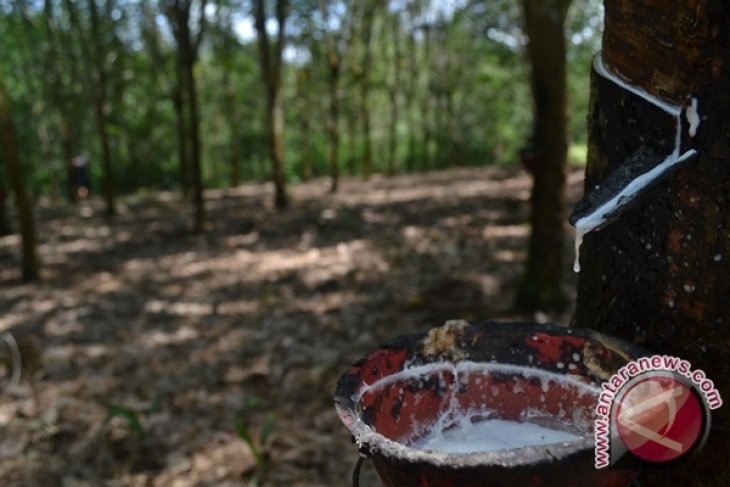 Petani Seluma Jual Karet Rp5.500 Per Kilogram