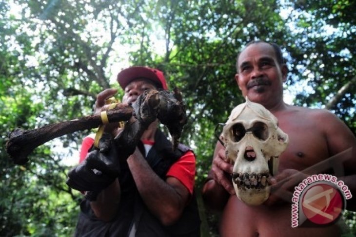 Orangutan Di Pontianak Diduga Disembelih