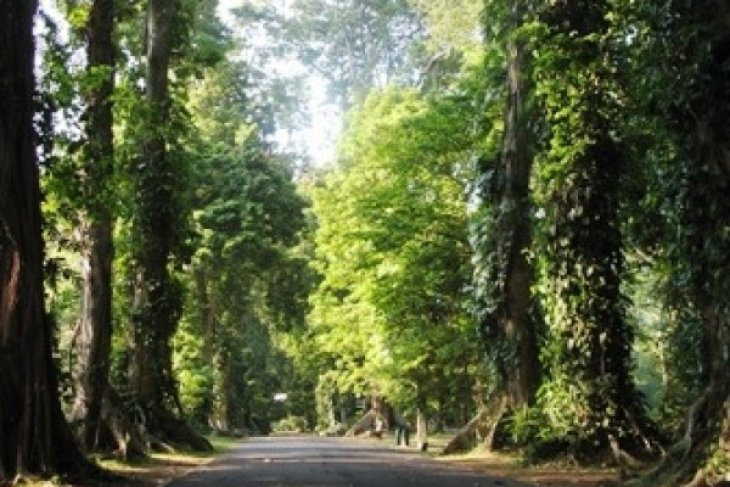 Kebun Raya Bogor tebang sejumlah pohon rawan