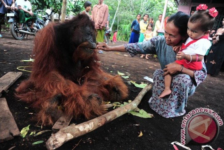 Orangutan Tewas di Peniraman