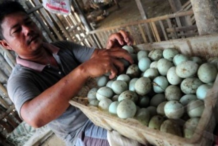 PRODUKSI TELUR BEBEK