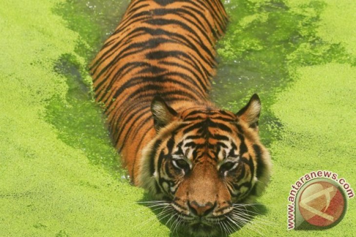 Harimau Sumatra Butuh Investor