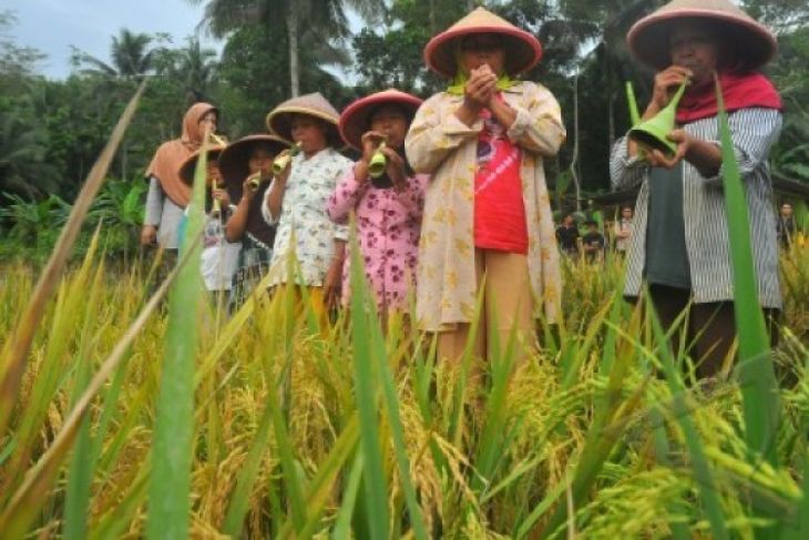 RITUAL PANEN RAYA