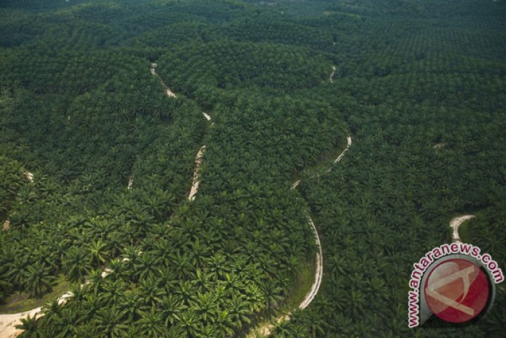 Sintang district encourages palm oil firms to get ISPO certificates