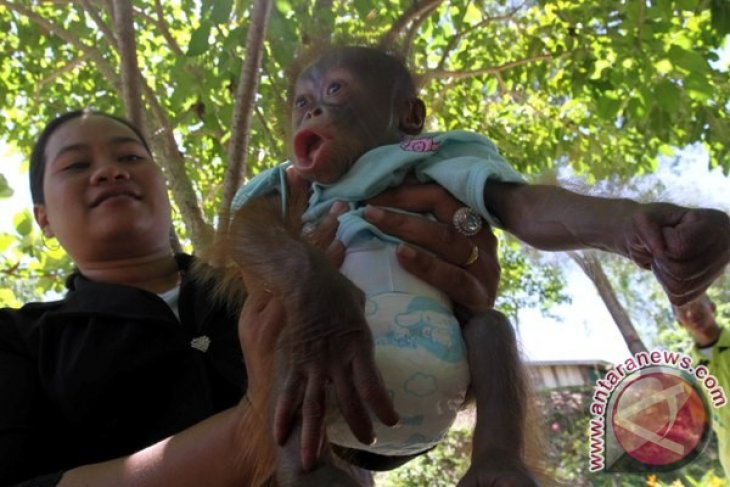 Bayi Jantan Orangutan Ditelantarkan Induknya