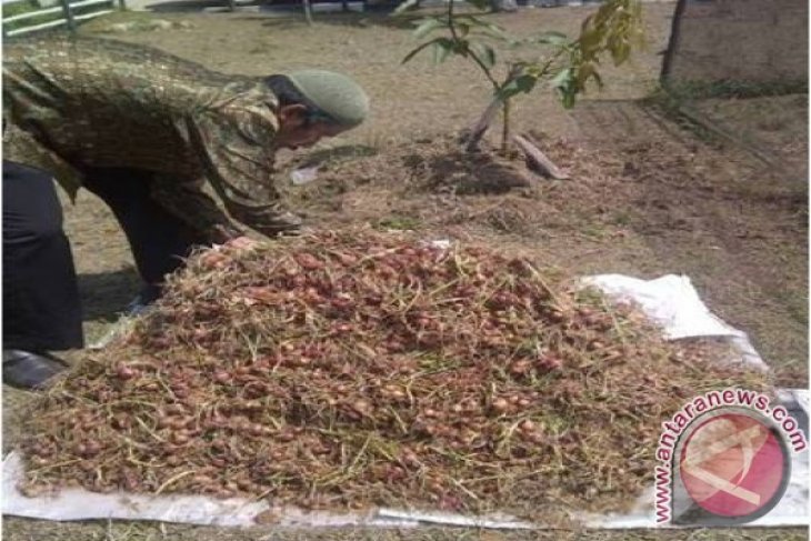 Panen Bawang Merah di Lapas Pontianak