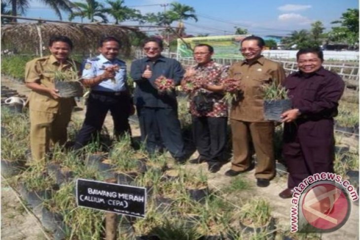 Panen Bawang Merah di Lapas