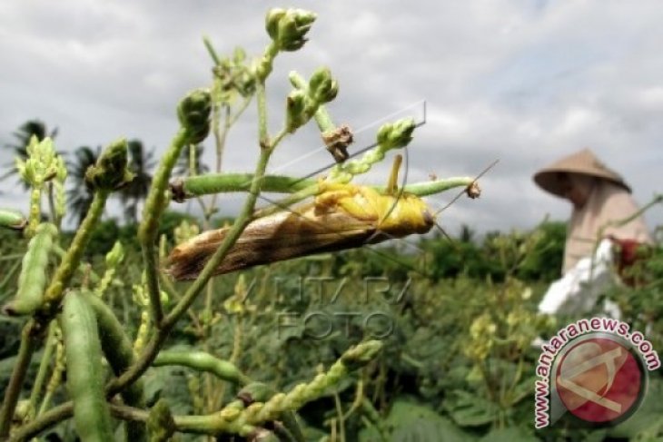 Hama Belalang Kacang Hijau