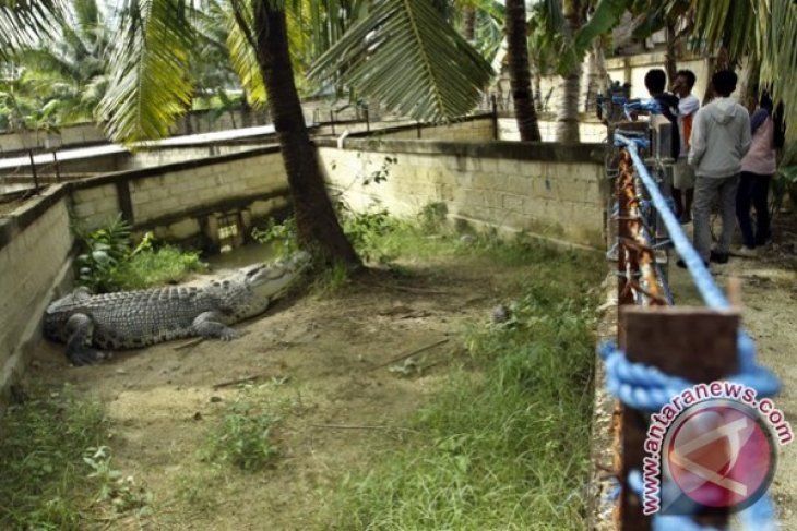 Penangkaran Buaya Muara