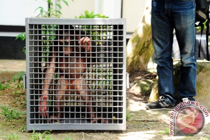 BKSDA Kalbar Amankan Orangutan