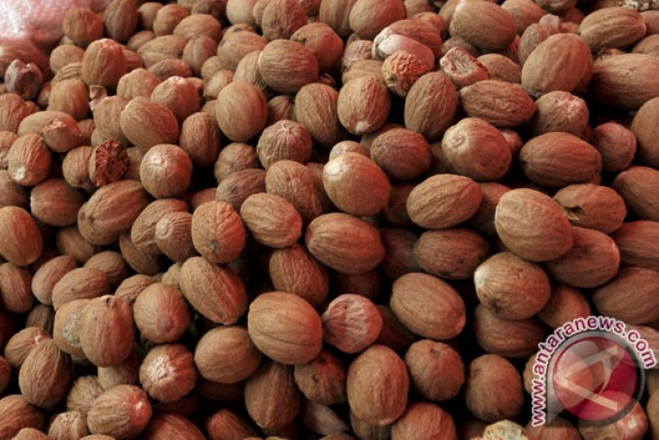 North Sulawesi exports 11.3 tons of nutmeg to Italy