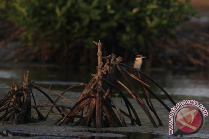 Burung Raja Udang di Hutan Bakau