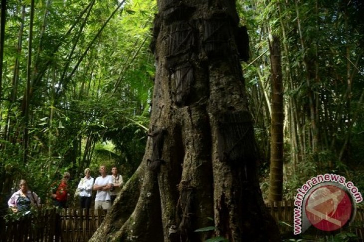 Kuburan Bayi Masyarakat Toraja