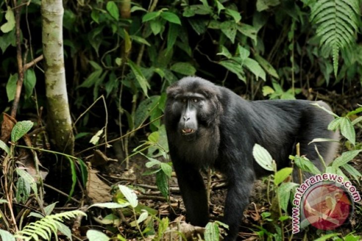 Kera Hitam di kawasan Cagar Alam