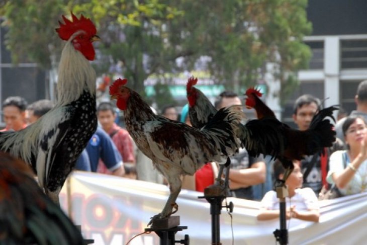 Lomba Seni Ayam Ketawa  