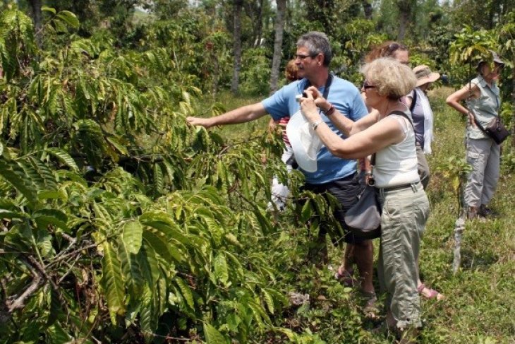 Wisata Perkebunan Kopi