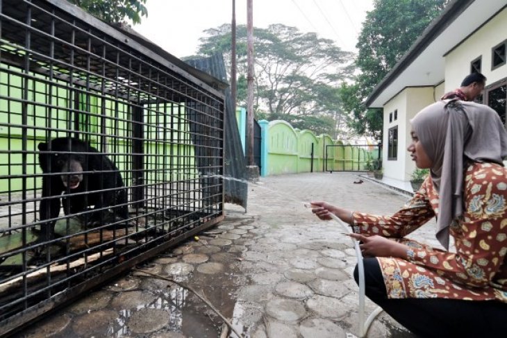 Beruang Madu Masuk Perangkap