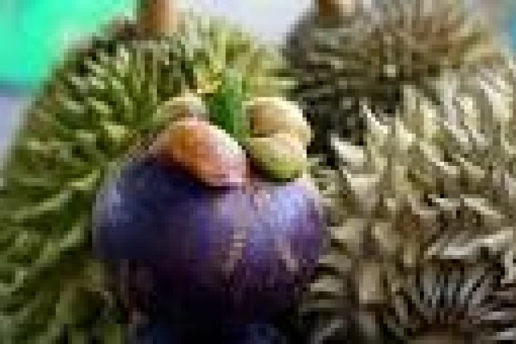 Pemprov Banten Tingkatkan Produksi Durian Dan Manggis