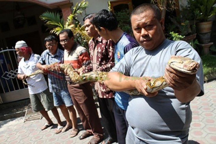 Tangkap Ular Sanca