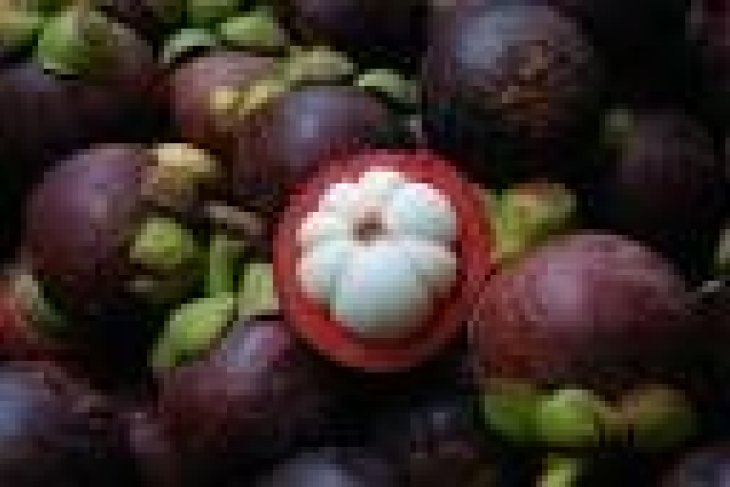 Banten Andalkan Lebak Dan Pandeglang Penghasil Manggis