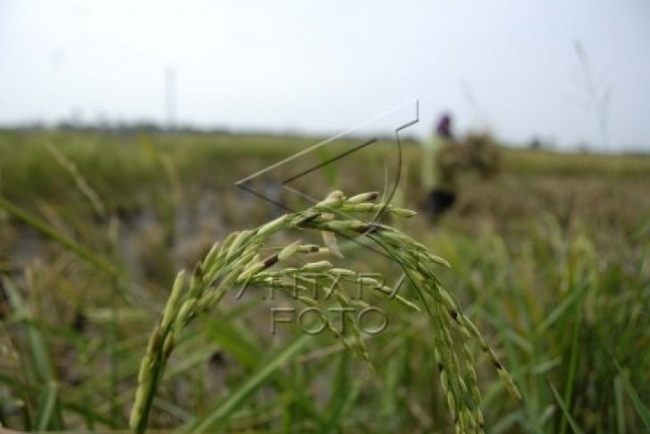 KTNA Banten Minta Petani Tingkatkan Produksi Beras