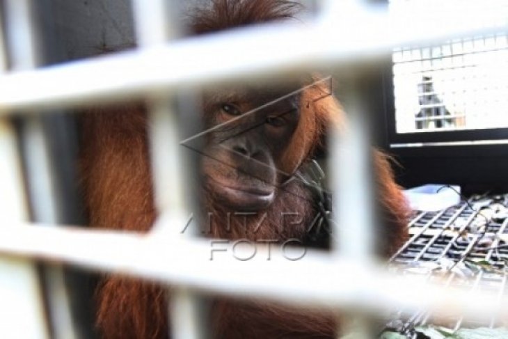 BKSDA Kalbar Evakuasi Orangutan
