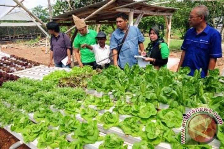 Pelatihan Sistem Pertanian Hidroponik