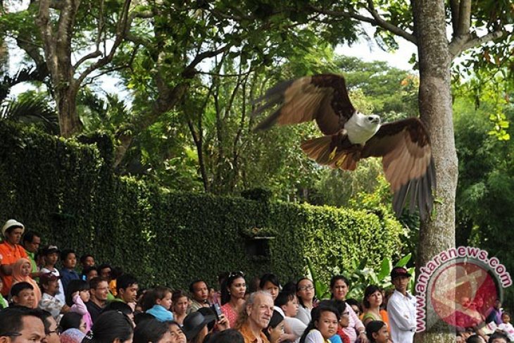 Atraksi Burung Elang