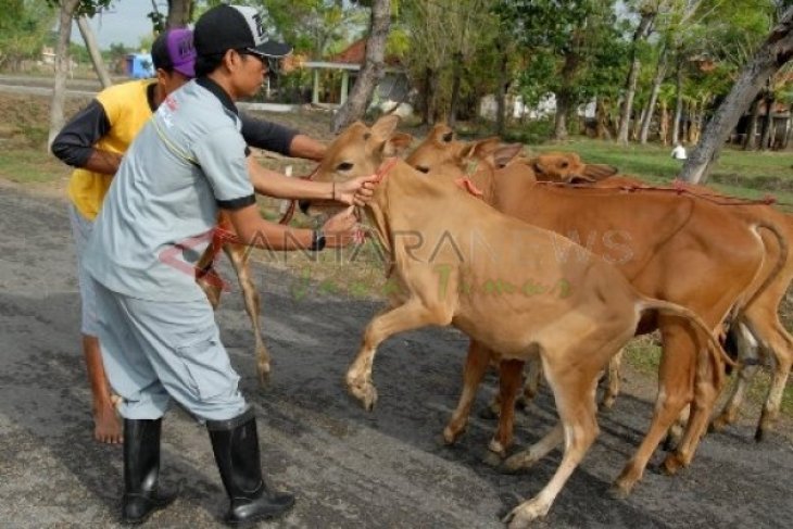 Harga Sapi Naik Dua Kali Lipat