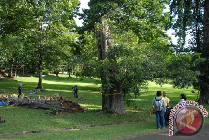 President wants Bogor botanical garden more attractive