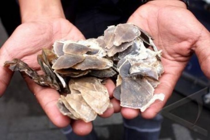 Sindikat Penjual Trenggiling Ditangkap