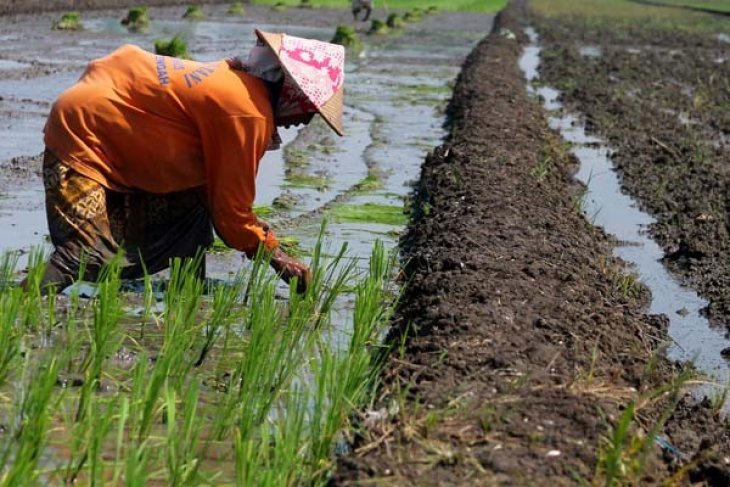 Target Produksi Beras Jatim