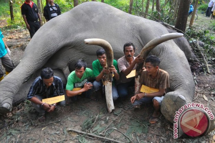Tersangka Pembunuh Gajah
