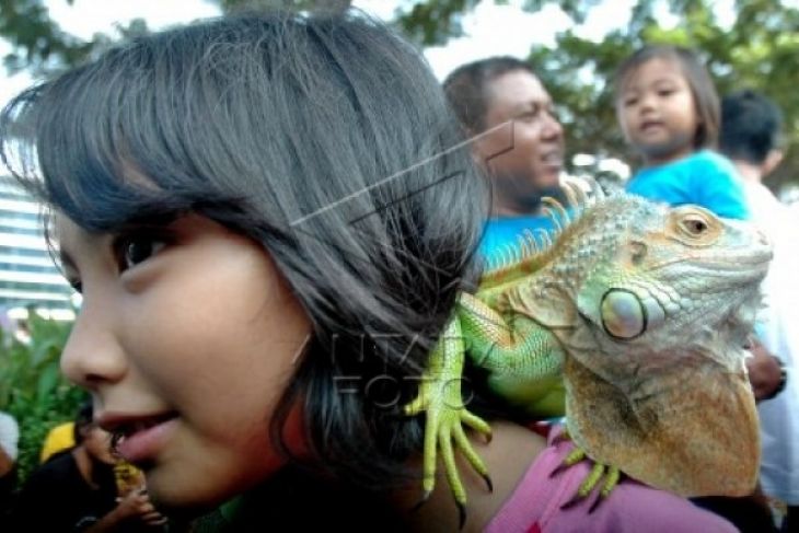 MENGENALKAN HEWAN REPTOL