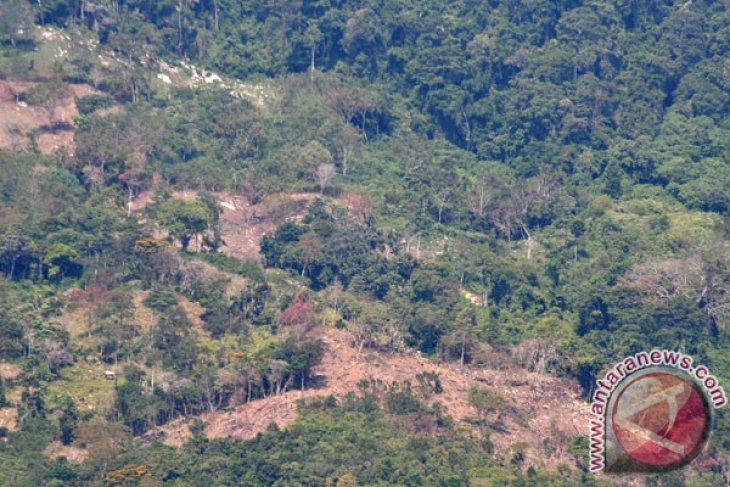 Kerusakan Hutan Pesisir