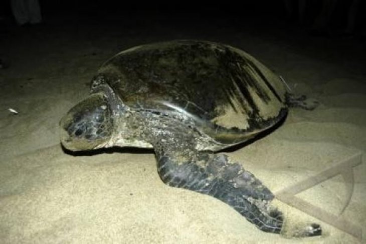 Lahan Konservasi Penyu Hijau Terancam Rusak