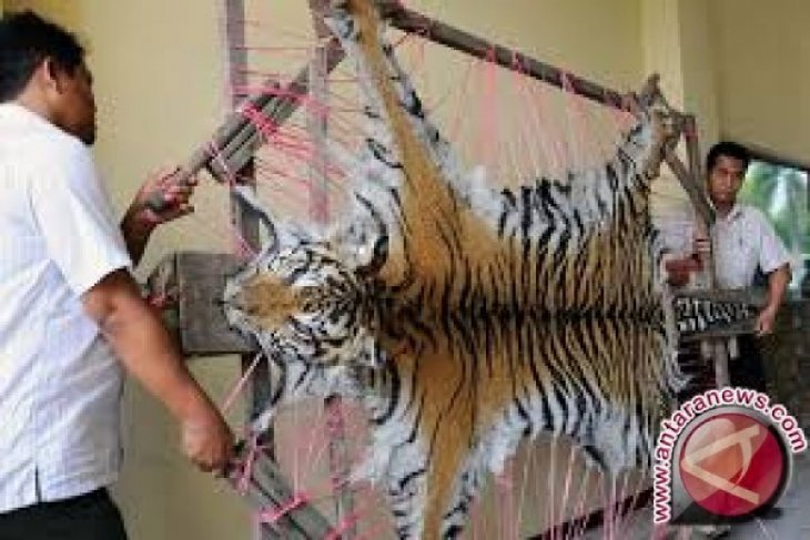 Seorang pemuda bawa kulit harimau ditangkap polisi